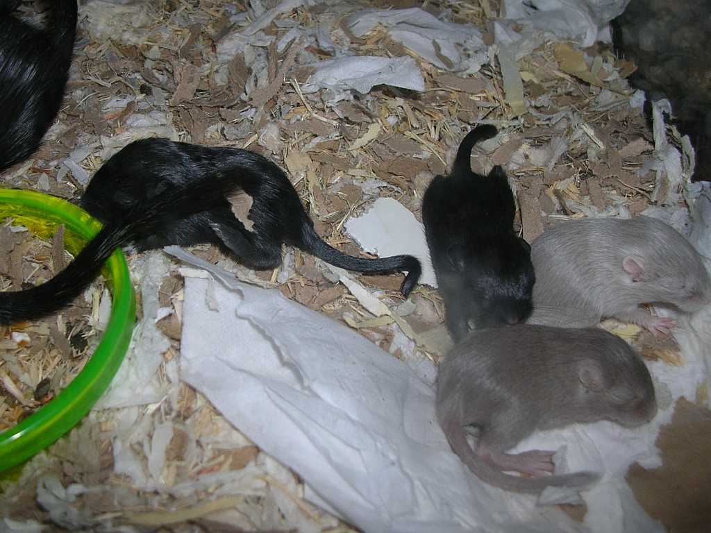 Babies, day 17