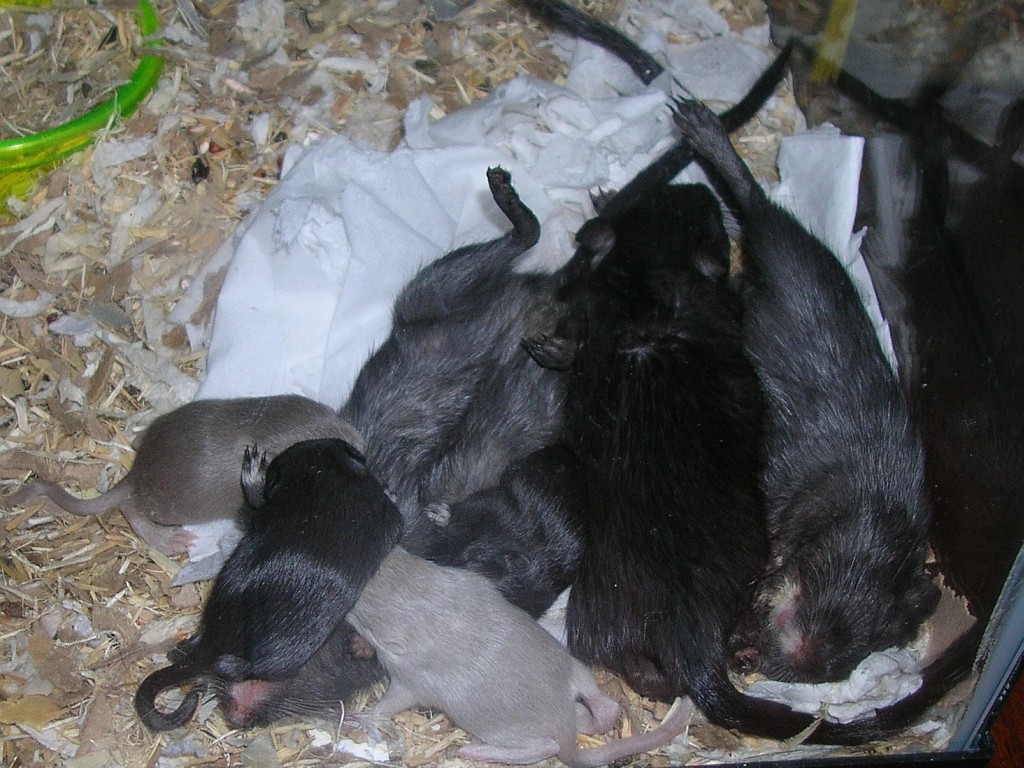 Snoozing family