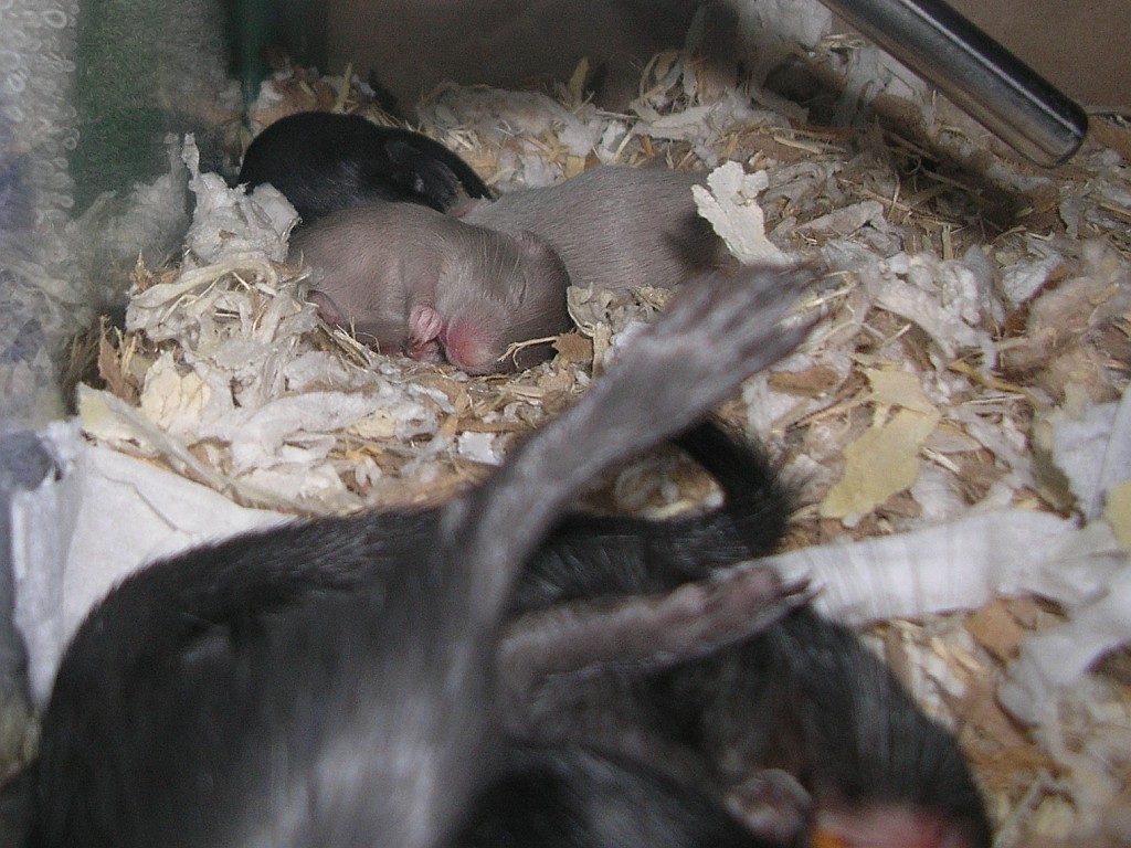 Babies, day 15