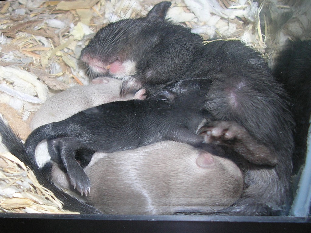 Babies, day 13