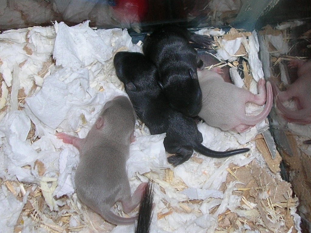 Babies, day 10