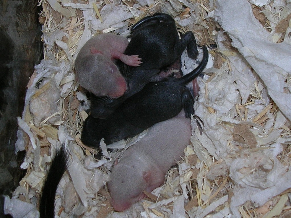 Babies, day 9