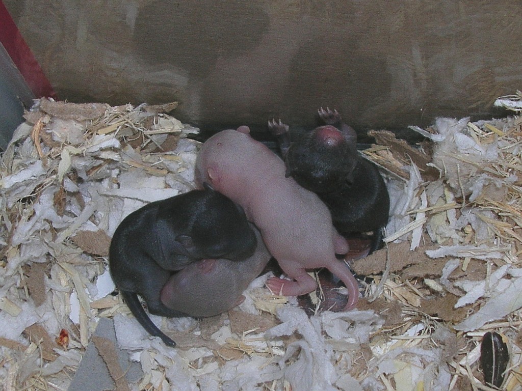 Babies, day 8