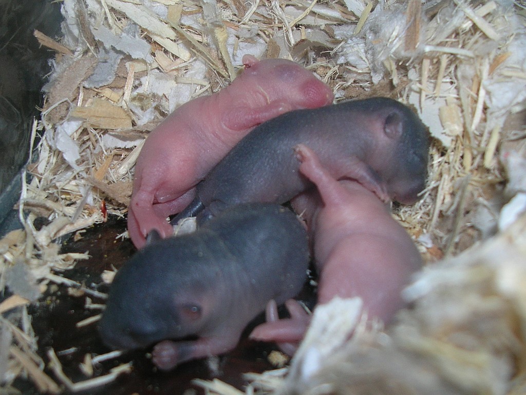 Babies, day 6