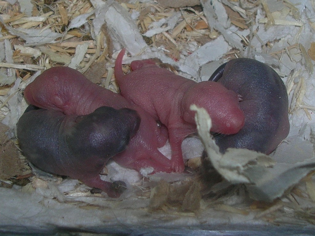 Babies, day 4