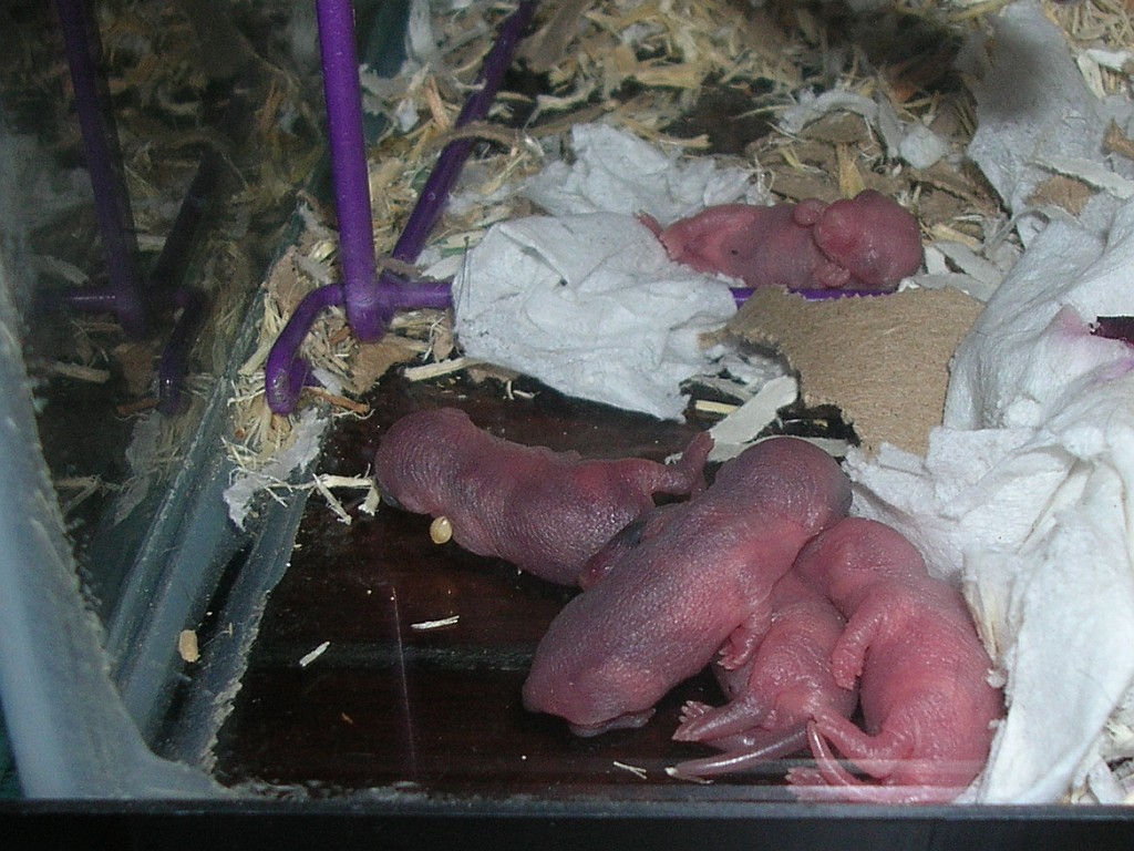 Babies, day 3