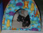 Rats in a tent!
