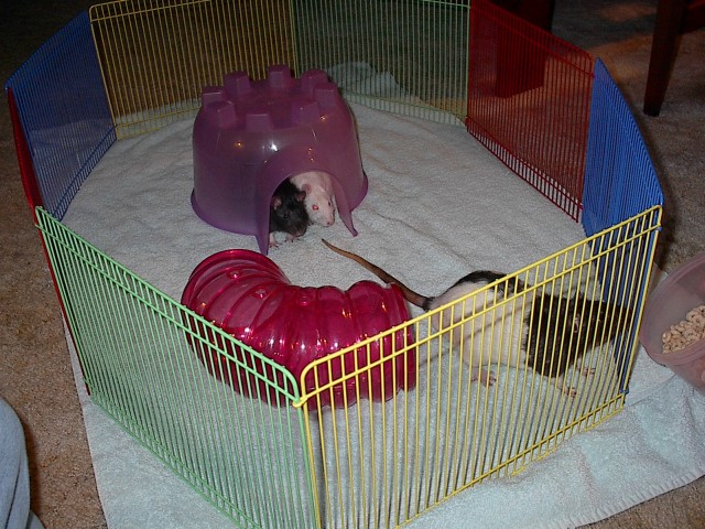 Play time 10