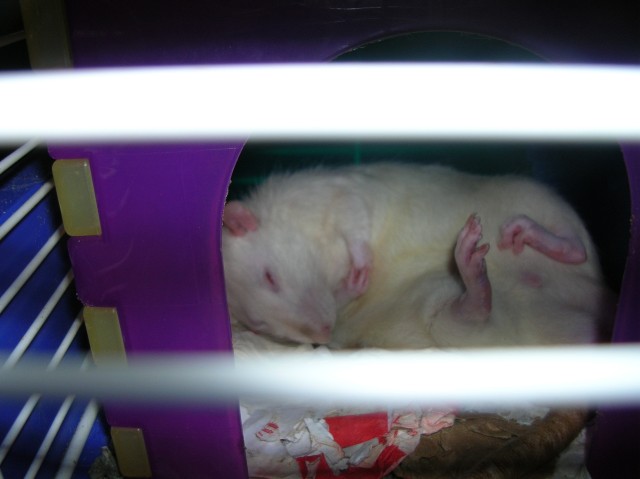 Basil is very sweet when he sleeps!