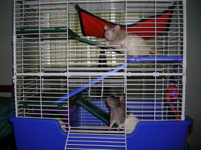 New hammock