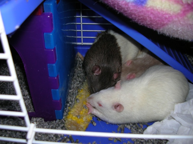 Rats love corn!