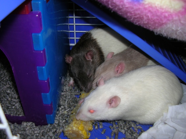 Rats really love corn!