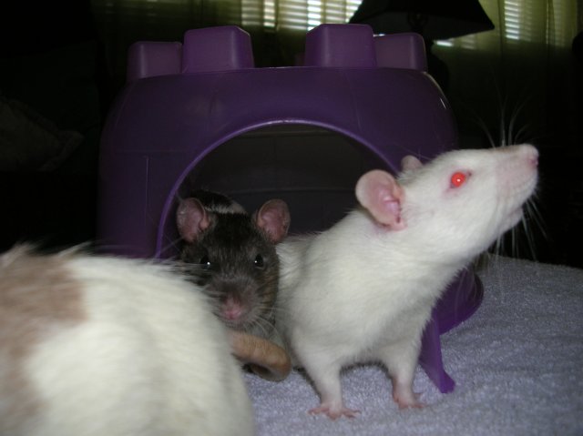 Basil sniffing