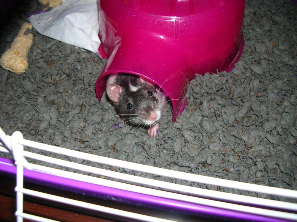 molly5